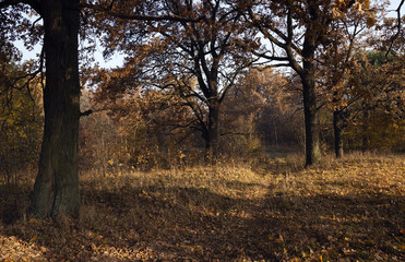 autumn forest, Park