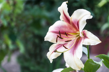 A beautiful lily flower