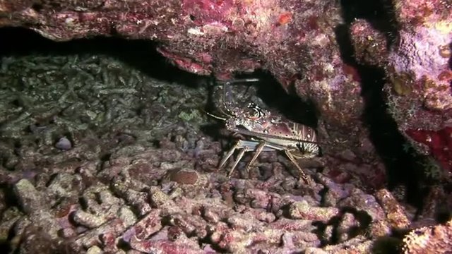 Spiny Lobster Walking on Coral Reef in search of food. Amazing, beautiful underwater world Bahamas and the life of its inhabitants, creatures and diving, travels with them. 