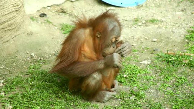 An orangutan baby, Pongo abelii, degusting something on green grass background. A little great ape is going to be an alpha male. Human like monkey cub in shaggy red fur in the full HD footage.
