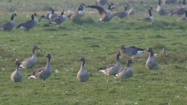 A flock of geese resting on a meadow, 4K