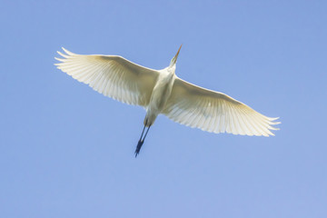 Silberreiher (Casmerodius albus)