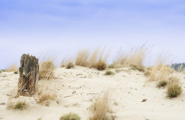 Desert Błędowska in Poland