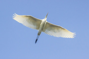 Silberreiher (Casmerodius albus)