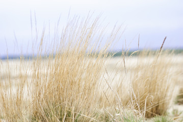 Grass on the desert Błędowska in Poland