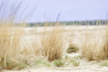 Grass on the desert Błędowska in Poland