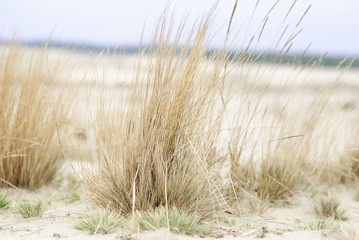 Grass on the desert Błędowska in Poland