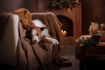 Dog Jack Russell Terrier and Dog Nova Scotia Duck Tolling Retriever holiday