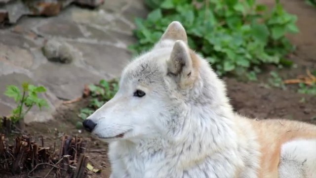 The head close up of an Arctic wolf or polar wild dog, smart and dangerous representative of the severe and cold North. Amazing wild beauty of the nature in the full HD footage. 
