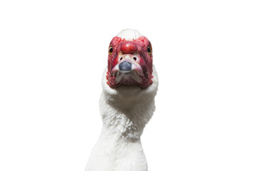 Fototapeta premium Muscovy duck - [Cairina moschata] isolated on the white backgrou