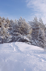 frosty winter landscape in snowy forest