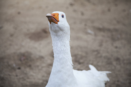 White domestic goose on the farm