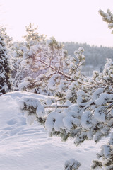 Fototapeta na wymiar frosty winter landscape in snowy forest