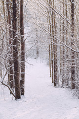 rosty winter landscape in snowy forest