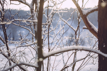 rosty winter landscape in snowy forest