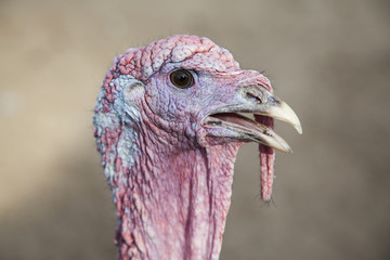 The portrait of turkey on the farm