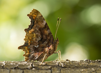 Kelebek