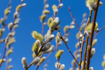 Fluffy soft willow buds