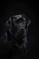  portrait dog breed black labrador on a studio