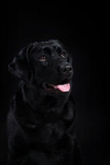Fototapeta na wymiar portrait dog breed black labrador on a studio