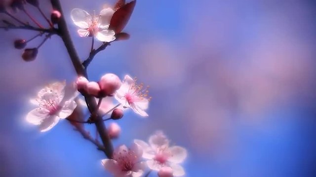 Fantasy sunlit plum twig with pink blossom, waving on foggy background in fairy tale style for dreamlike mood. Adorable view of lyric sakura in amazing HD clip. Wonderful footage for excellent design