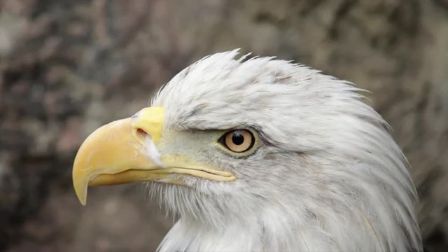 The head of a bald eagle, haliaeetus leucocephalus, side view on the rocky background. Stare of an American eagle, US national character in the amazing HD footage.
