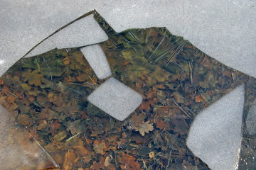 Autumn oak leaves lying on the bottom of the ice-covered pond. T