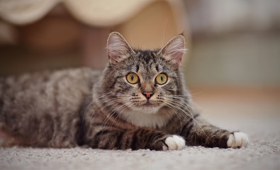 Naklejka na ściany i meble Striped cat with yellow eyes, white paws and white moustaches.