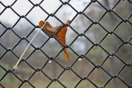 Yellow autumn leaf stuck in the netting. Can symbolize the lonel