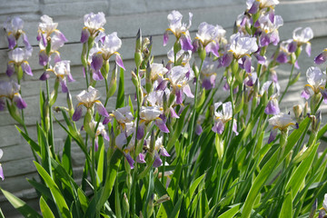 Fototapeta premium Row of flowering iris plants is on concrete fence background.