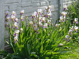 Row of flowering iris plants is on concrete fence background.
