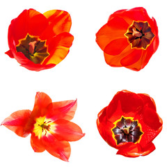 Set of tulips isolated on white background