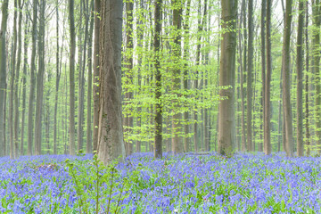spring forest with bluebells