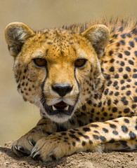 Portrait of a cheetah. Close-up. Kenya. Tanzania. Africa. National Park. Serengeti. Maasai Mara. An excellent illustration.