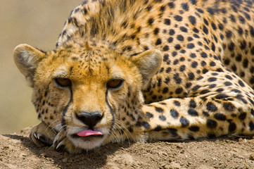Portrait of a cheetah. Close-up. Kenya. Tanzania. Africa. National Park. Serengeti. Maasai Mara. An excellent illustration.