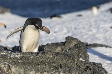 Obraz premium Adélie Penguin.
