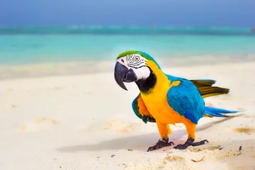 Fototapeten Closeup colorful bright parrot on white sandy beach at tropical island  © travnikovstudio