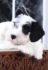 Sealyham Terrier puppy