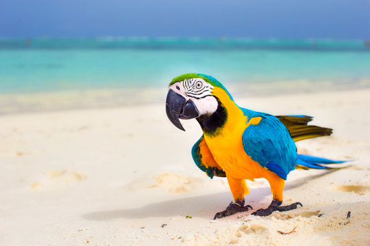 Closeup colorful bright parrot on white sandy beach at tropical island 