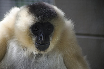 tieu monkey