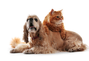 American cocker spaniel and red cat together isolated on white