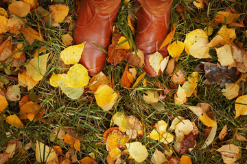 Background of colourful autumn leaves on the ground