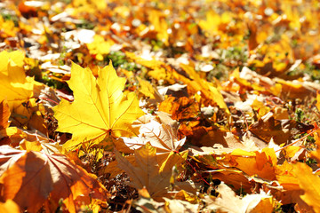 Colorful autumn leaves