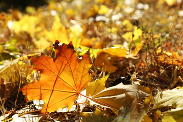 Colorful autumn leaves