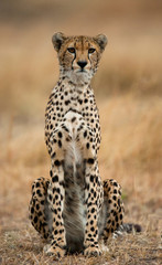 Cheetah sitting in the savanna. Close-up. Kenya. Tanzania. Africa. National Park. Serengeti. Maasai Mara. An excellent illustration.
