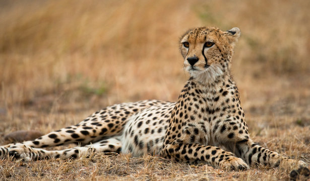 Cheetah lying in the savanna. Kenya. Tanzania. Africa. National Park. Serengeti. Maasai Mara. An excellent illustration.