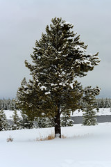 Yellowstone Winter Snow