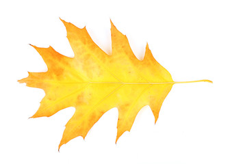 Beautiful autumn leaf, isolated on white