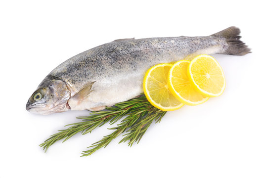 Fresh sea fish with lemon and rosemary isolated on white background