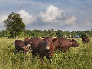 Fototapeta na wymiar Herd of Cows: Red Devon cattle in a summer field in the Hudson Valley of New York